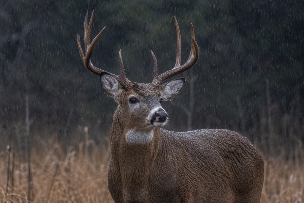 White tail Deer in the rain